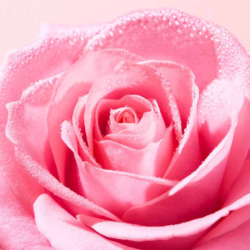 Very Rose Soothing Hand & Nail Cream by NUXE